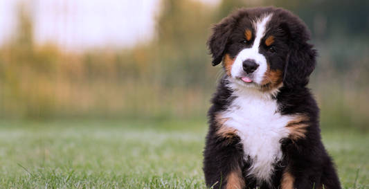 Puppy Adoption