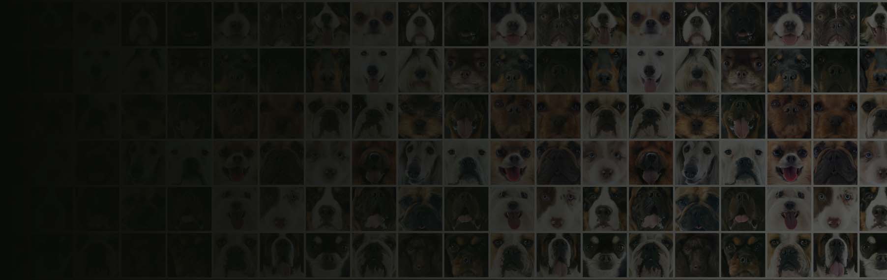 Try Our Puppy Matchmaker