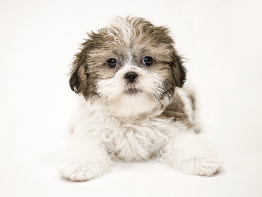 Shih Tzu Puppies For Sale Petland Dalton Pet Store
