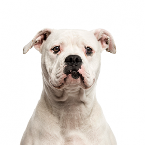 American Bulldog