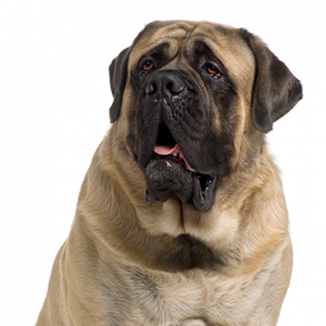 Mastiff