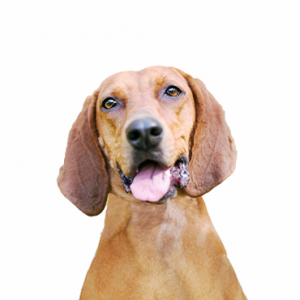 Redbone Coonhound