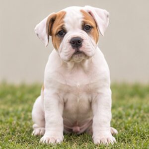 American-Bulldog