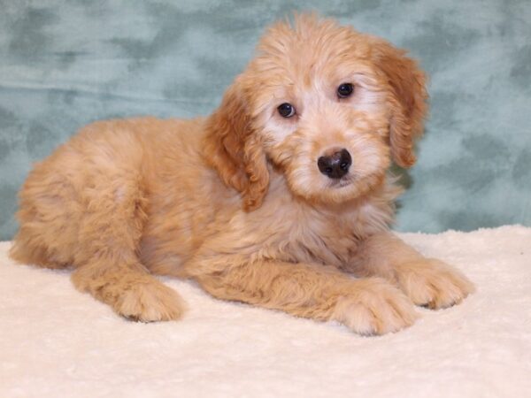 Goldendoodle DOG Male Apricot 8066 Petland Dalton, Georgia