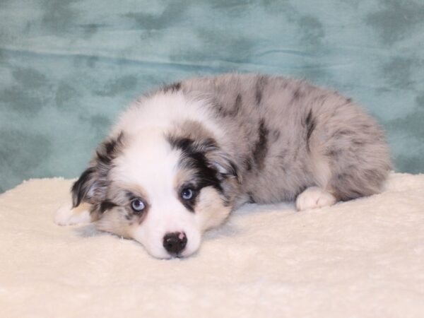 Aussiemo-DOG-Male-Blue Merle-8073-Petland Dalton, Georgia