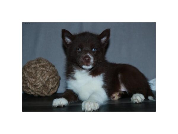 Pomsky DOG Male Chocolate / White 18418 Petland Dalton, Georgia