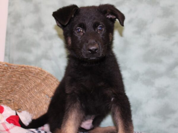 German Shepherd-DOG-Male-Sable-18424-Petland Dalton, Georgia