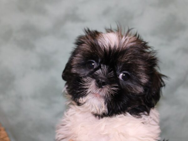 Shih Tzu DOG Male Gold / White 18420 Petland Dalton, Georgia