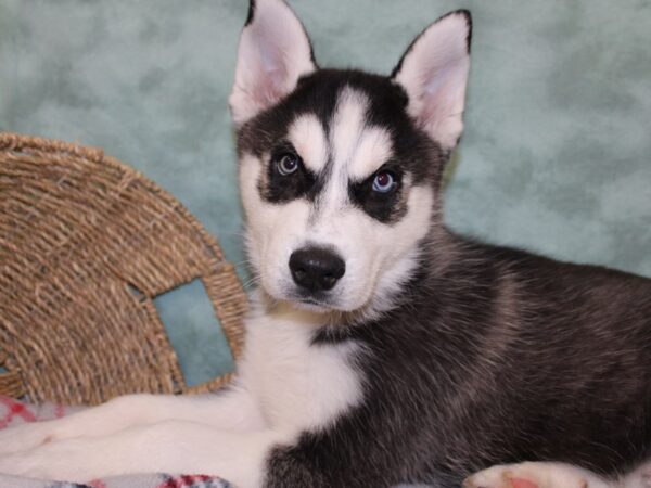 Siberian Husky DOG Male Black & White 18426 Petland Dalton, Georgia