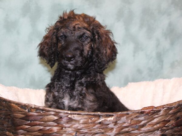 Bernardadoodle DOG Male Mahogany 8085 Petland Dalton, Georgia