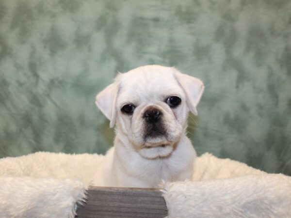 Pug DOG Male Silver Fawn 8096 Petland Dalton, Georgia