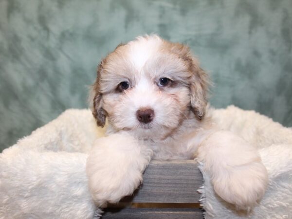 Shih Poo-DOG-Male-CHOC MERLE PARTI-8095-Petland Dalton, Georgia