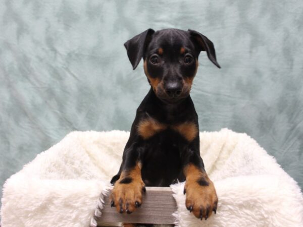 Miniature Pinscher-DOG-Female-Black Tan-8094-Petland Dalton, Georgia