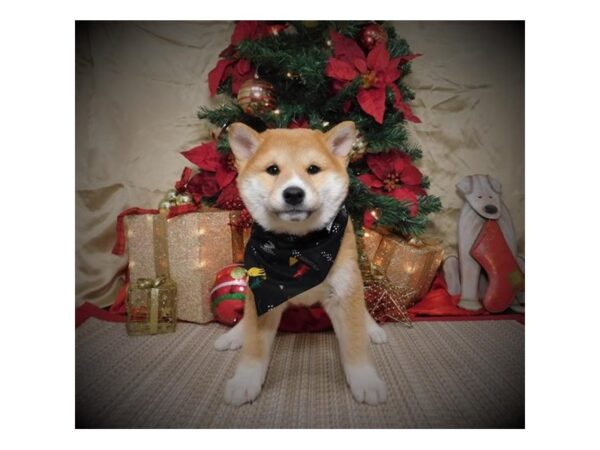 Shiba Inu-DOG-Male-Red-8101-Petland Dalton, Georgia