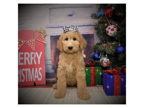 Goldendoodle DOG Female Apricot 8102 Petland Dalton, Georgia