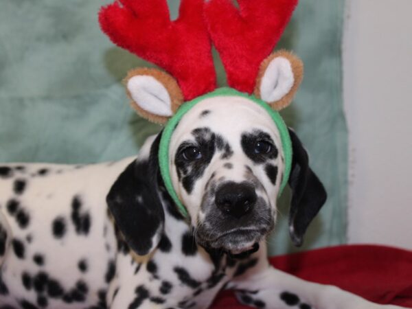 Dalmatian DOG Female White / Black 18442 Petland Dalton, Georgia