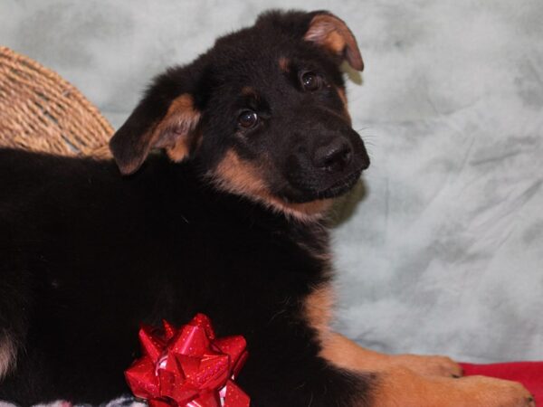 German Shepherd Dog DOG Female Black / Tan 18443 Petland Dalton, Georgia