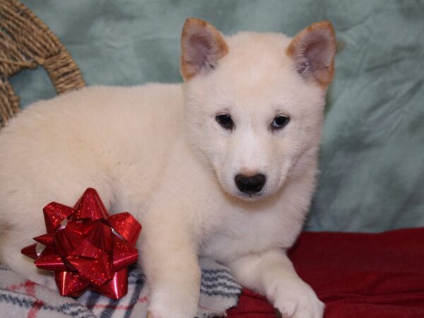 Shiba Inu-DOG-Male-Cream-18445-Petland Dalton, Georgia