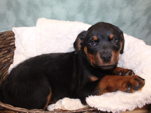 Rottweiler DOG Male 8109 Petland Dalton, Georgia