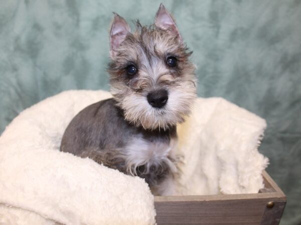 Miniature Schnauzer DOG Female 8107 Petland Dalton, Georgia