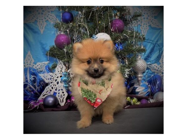 Pomeranian DOG Male Orange Sable 8119 Petland Dalton, Georgia