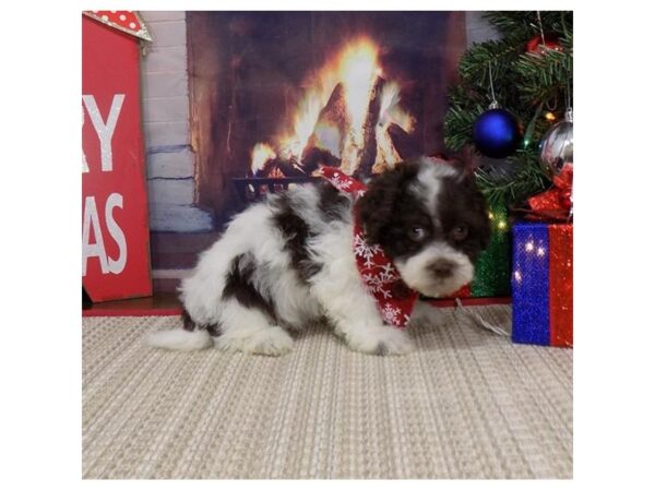 Havanese DOG Male Chocolate 8117 Petland Dalton, Georgia