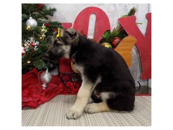 German Shepherd Dog DOG Female Black / Cream 8116 Petland Dalton, Georgia