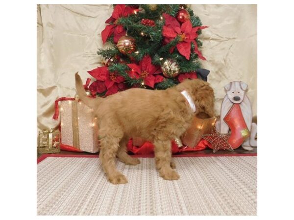 Goldendoodle Mini-DOG-Female-Red-8115-Petland Dalton, Georgia