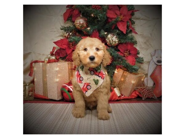 Goldendoodle Mini DOG Male Apricot 8114 Petland Dalton, Georgia