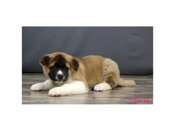 Akita-DOG-Male-Brown / White-8124-Petland Dalton, Georgia