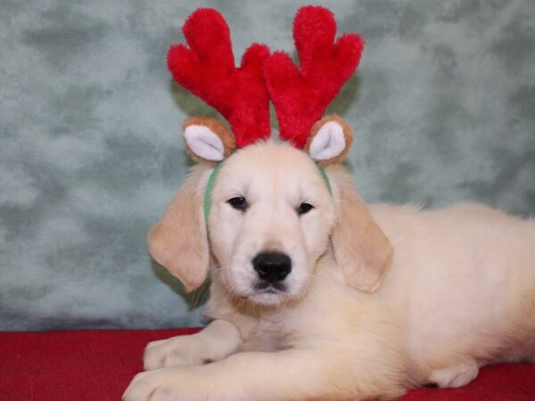 Golden Retriever DOG Male Light Golden 18463 Petland Dalton, Georgia