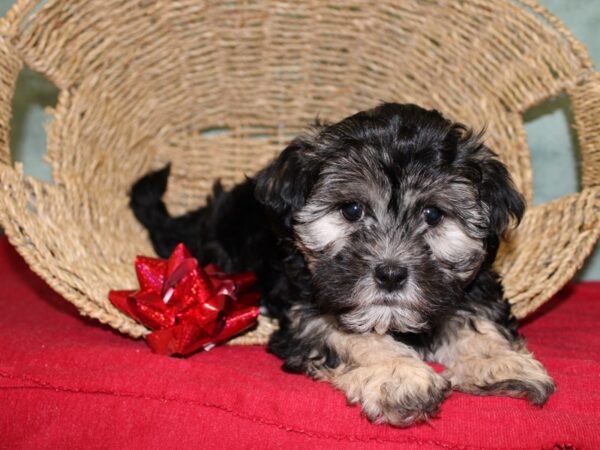 Morkie DOG Female Blue / Tan 18456 Petland Dalton, Georgia