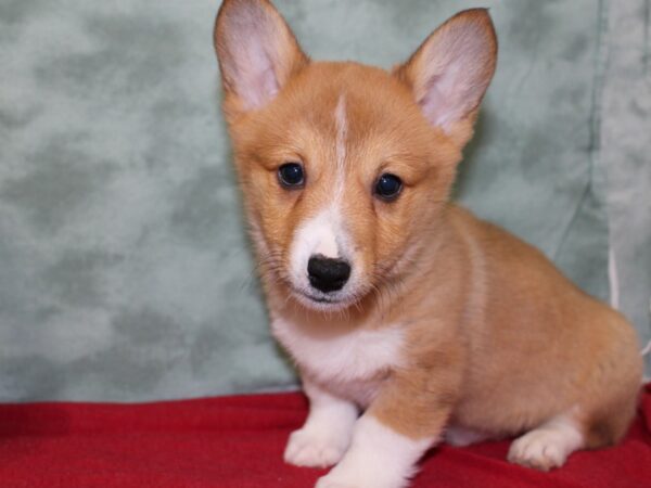 Pembroke Welsh Corgi DOG Male Sable 18452 Petland Dalton, Georgia