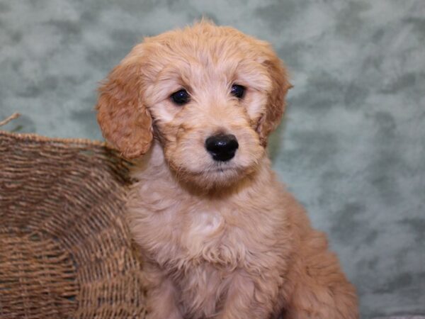 Goldendoodle DOG Female Golden 18462 Petland Dalton, Georgia