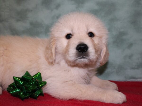 Golden Retriever DOG Male 18466 Petland Dalton, Georgia