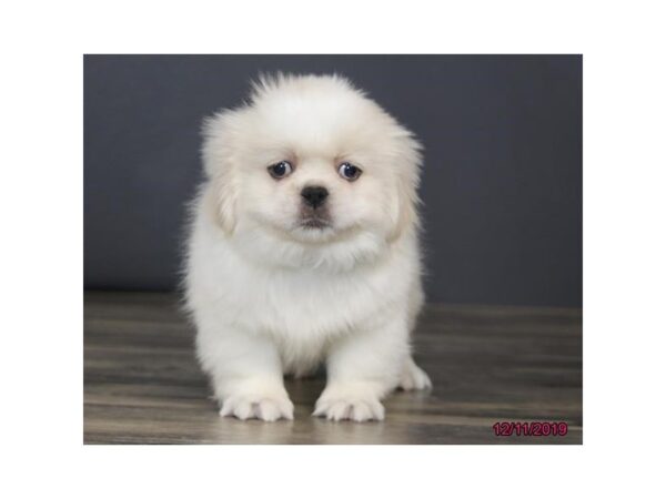 Pekingese DOG Male Cream / White 18470 Petland Dalton, Georgia