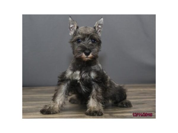 Miniature Schnauzer DOG Male Salt / Pepper 18469 Petland Dalton, Georgia