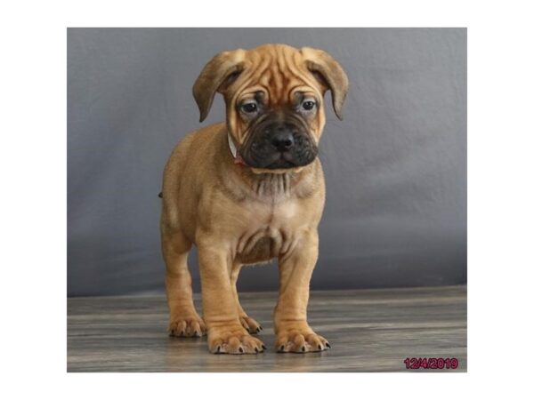 Bullmastiff DOG Male Red Fawn 8128 Petland Dalton, Georgia