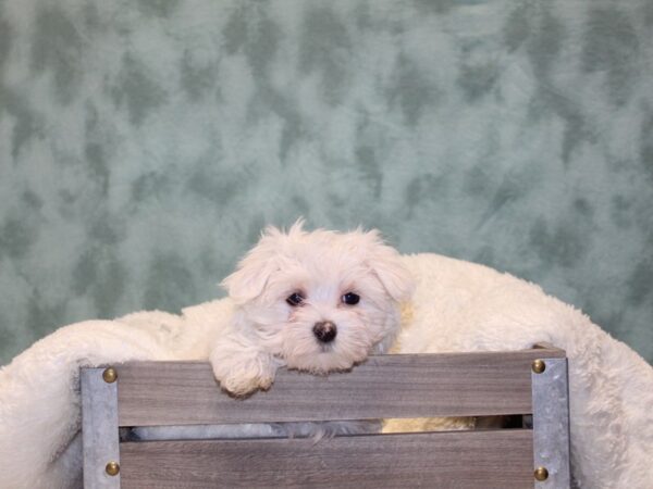 Maltese-DOG-Female-WHITE-8126-Petland Dalton, Georgia