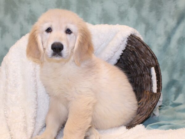 Golden Retriever DOG Male Golden 8125 Petland Dalton, Georgia