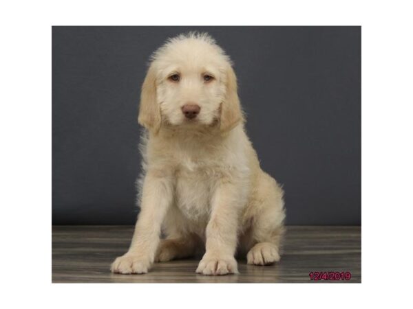 Labradoodle DOG Male Cream 18474 Petland Dalton, Georgia