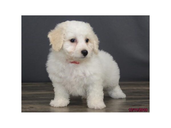 Bichon Frise DOG Male White 18473 Petland Dalton, Georgia