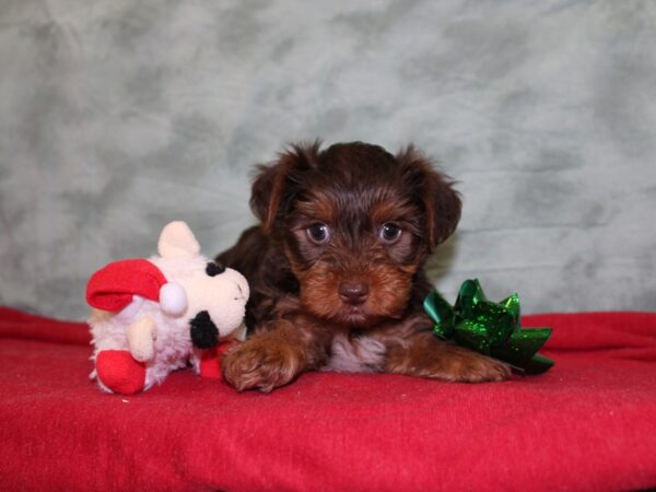 Yorkshire Terrier DOG Male CHOC TAN 18481 Petland Dalton, Georgia