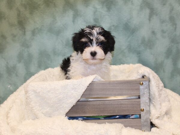 Havachon-DOG-Male-TRI-8134-Petland Dalton, Georgia