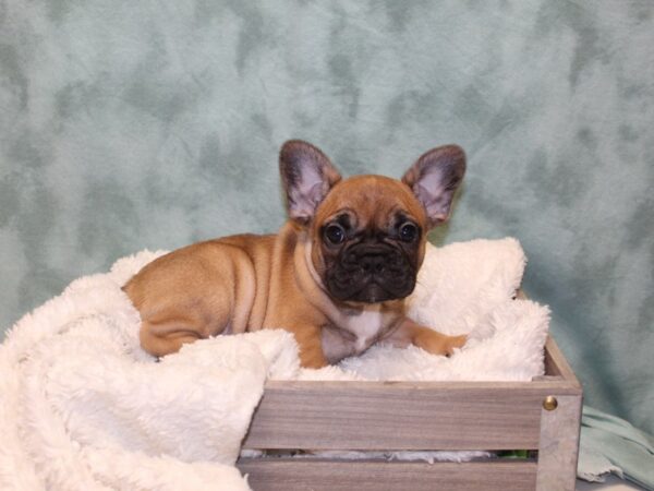 French Bulldog DOG Female fawn 8133 Petland Dalton, Georgia