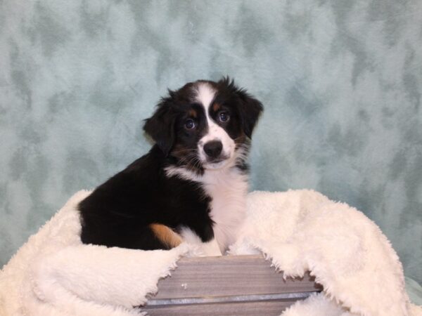 Miniature Australian Shepherd DOG Male TRI 8132 Petland Dalton, Georgia