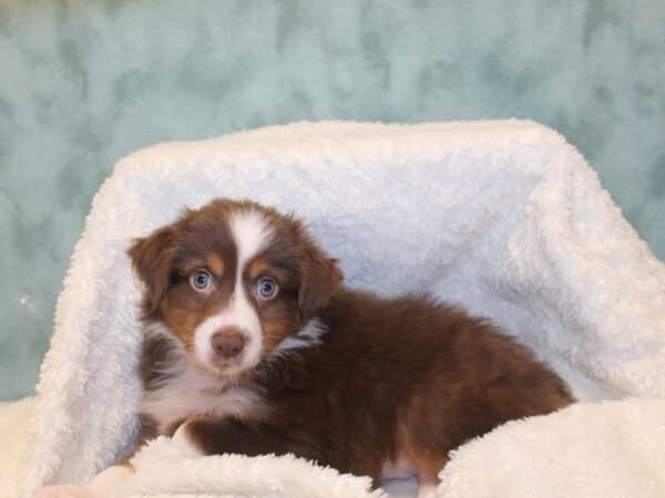 Miniature Australian Shepherd-DOG-Male-RED TRI-8131-Petland Dalton, Georgia