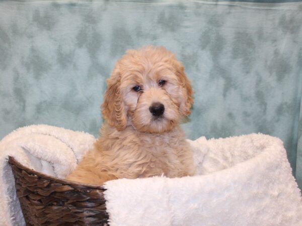 Goldendoodle DOG Female Golden 8130 Petland Dalton, Georgia