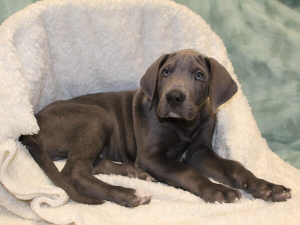 Great Dane-DOG-Male-Gray-8129-Petland Dalton, Georgia