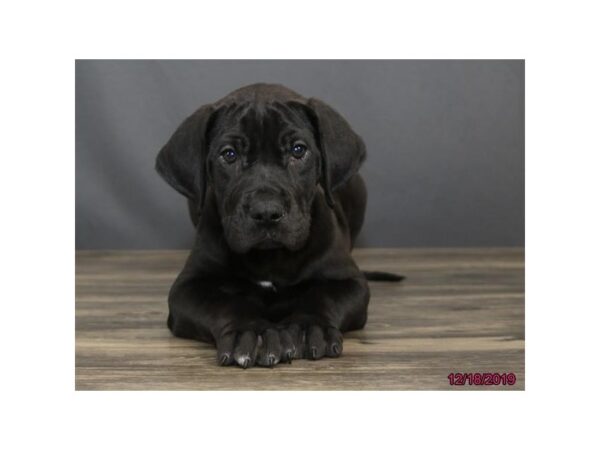 Great Dane-DOG-Male-Black-18491-Petland Dalton, Georgia